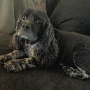 Meet your Posher, Veronica